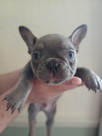 Image 4 of 8 week old French bull dog puppies.