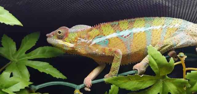 Image 4 of Lots of Chameleons Available Now!