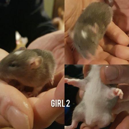 Image 3 of Baby girl rats#!!!!!!***********