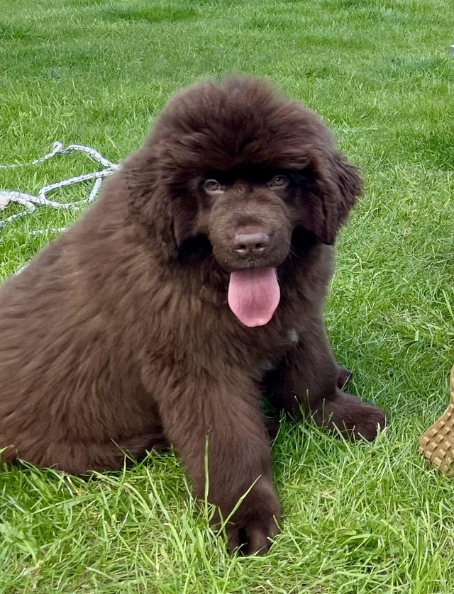 Preview of the first image of KC Reg Newfoundland girl puppyfrom Health tested parents.