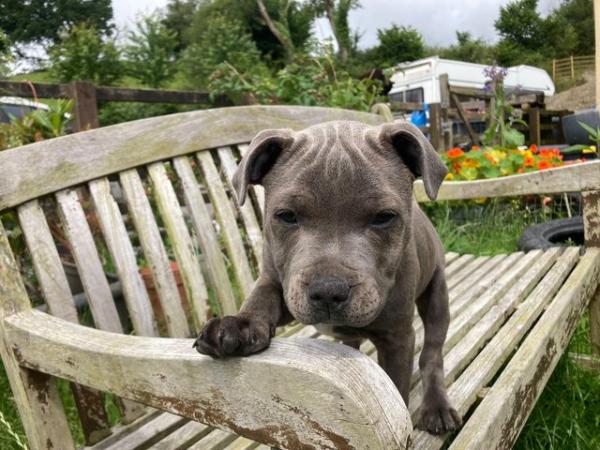 Image 21 of beautiful champion blue Staffordshire boy puppy available