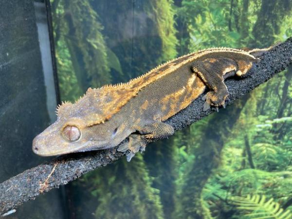 Image 5 of Dark base quad stripe male crested gecko with no tail