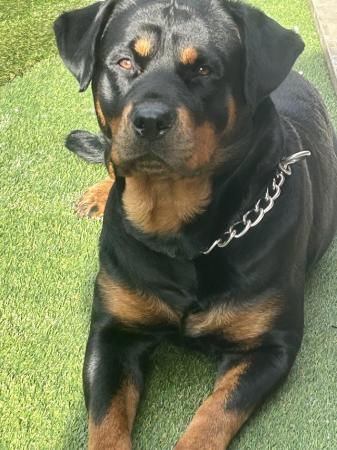Image 3 of Gorgeous Rottweiler Pups not to be missed