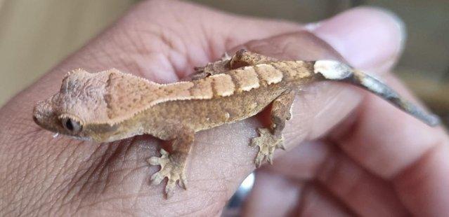 Image 5 of Beautiful Crested Geckos!!! (ONLY 2 LEFT)
