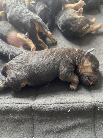 Image 5 of Exceptional patterdale x Lakeland pups
