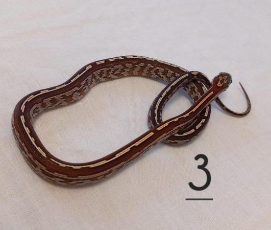 Image 11 of Lavender corn snake clutch with multiple hets