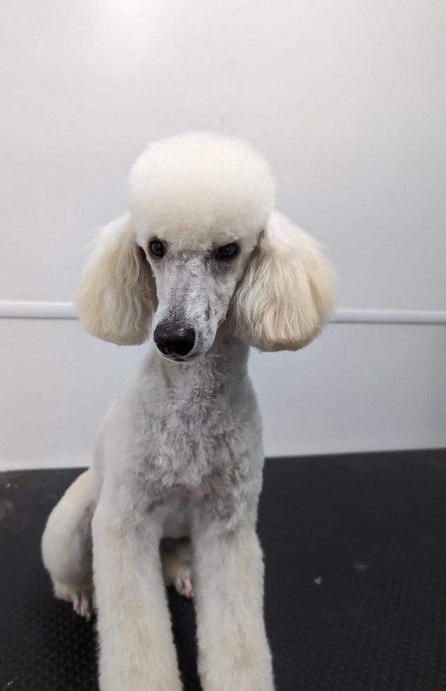 Preview of the first image of Miniature Poodle at stud.