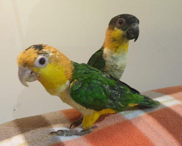 Preview of the first image of Inseparable Pair of Hand Reared Caiques.
