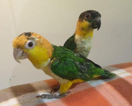 Image 1 of Inseparable Pair of Hand Reared Caiques