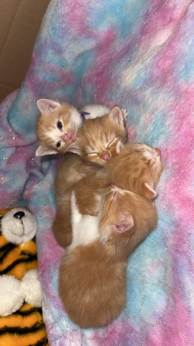 Preview of the first image of Ginger and white kittens.