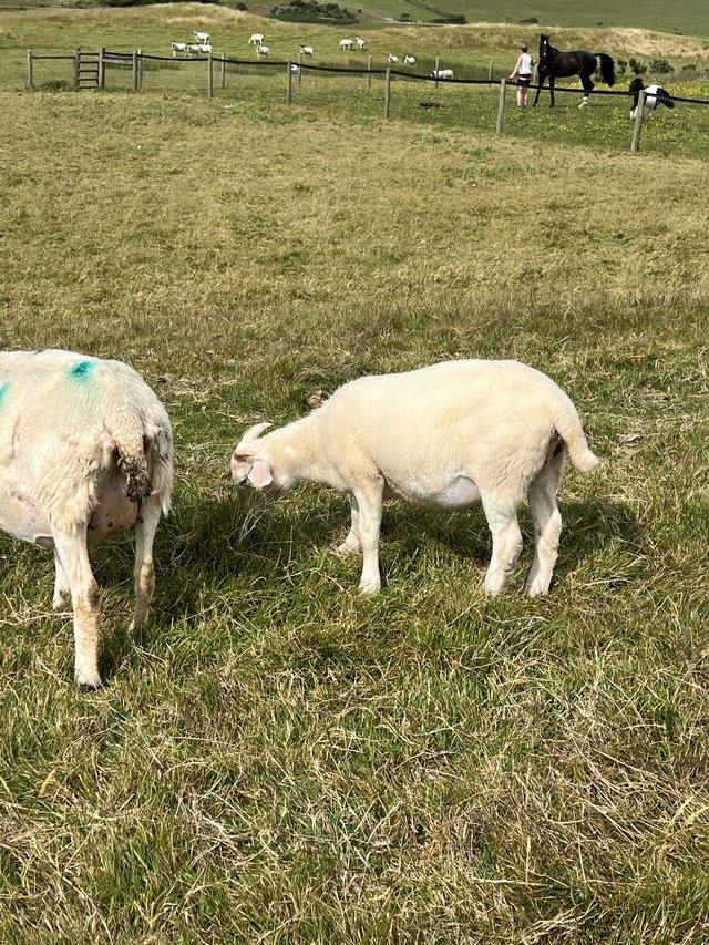Preview of the first image of 12-15 week old Wiltshire Horn lambs.