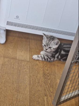 Image 11 of British Short Hair Kittens