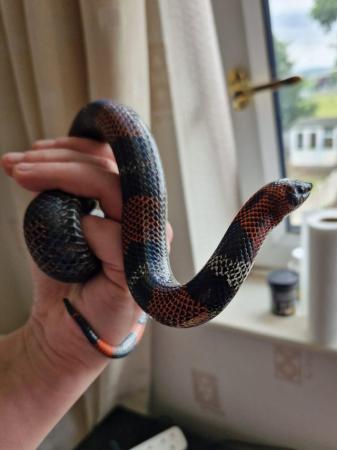 Image 4 of 2 year old tri-colour hognose male