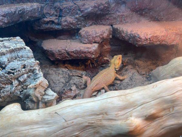 Image 1 of Hypo Translucent Bearded Dragon and enclosure