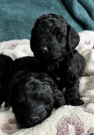 Image 11 of Ready next week!Stunning tiny cavapoo f1b puppies last2left