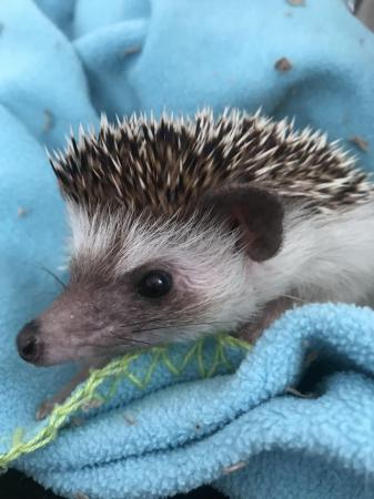 Image 1 of African pygmy hedgehog male
