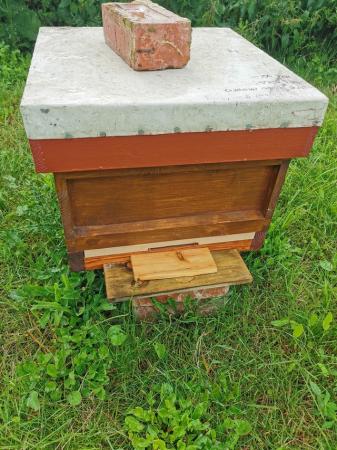 Image 2 of Overwintered honey bee colony