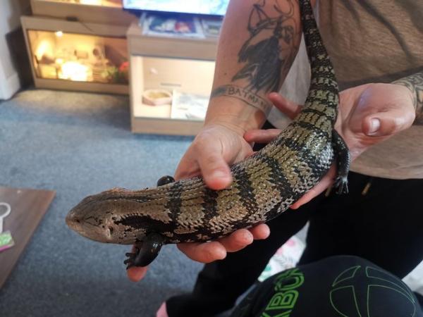 Image 3 of Blue Tongue Skink for rehoming