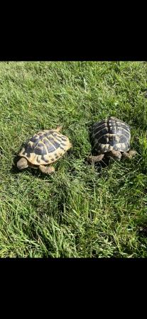 Image 3 of Hermann’s Tortoises male and female