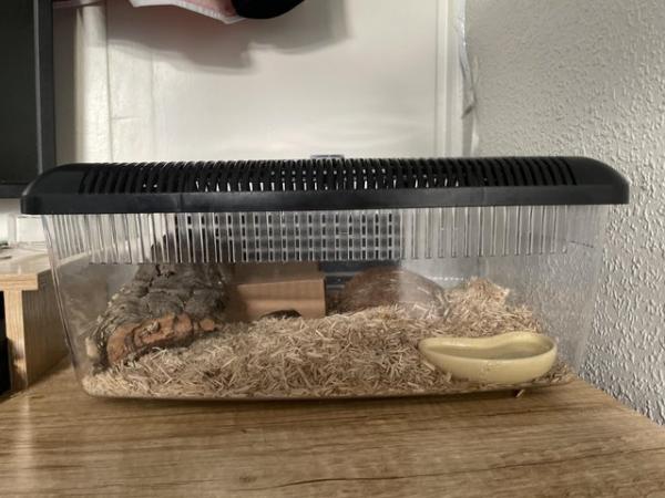 Image 6 of Cornsnake and Terrarium including everything seen in photos