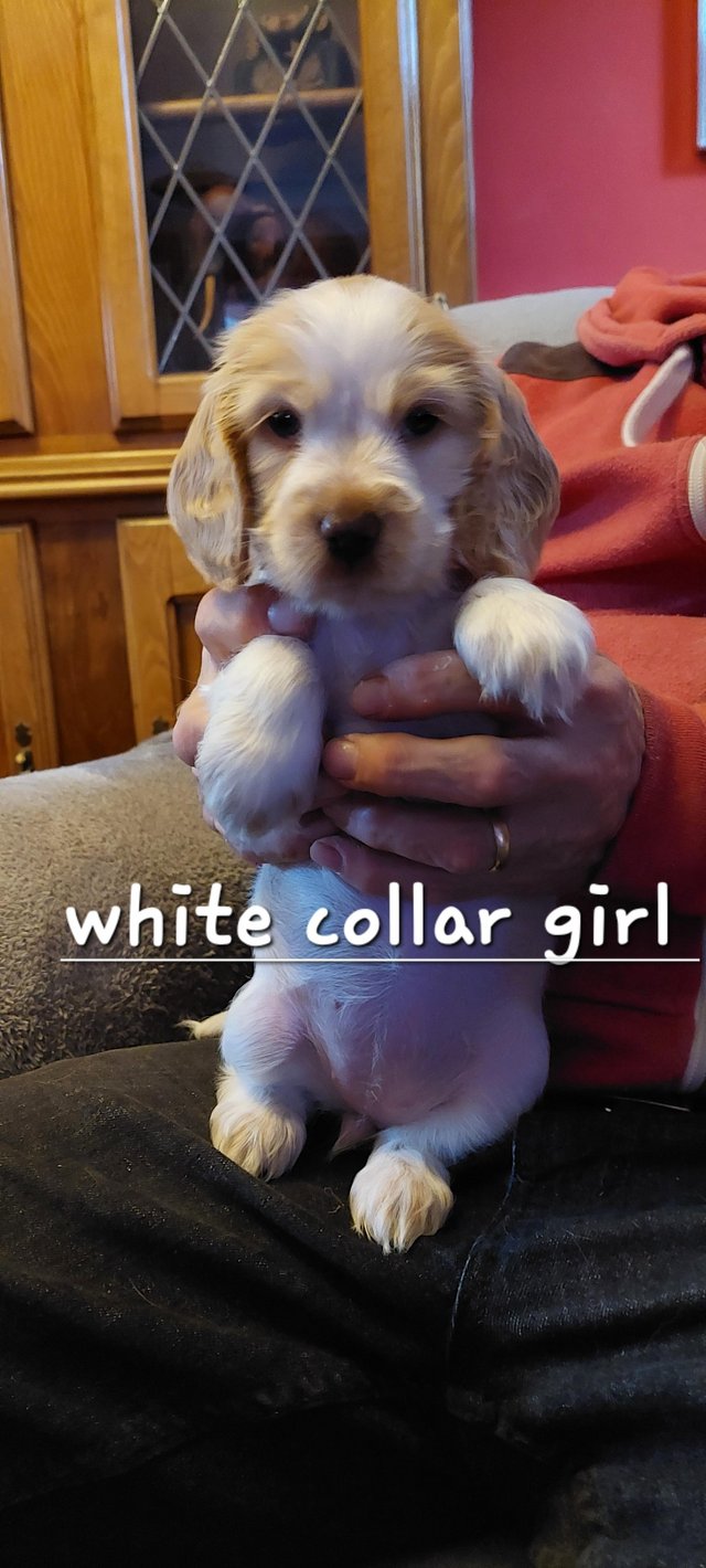 Preview of the first image of Kc reg show type cocker spaniel.