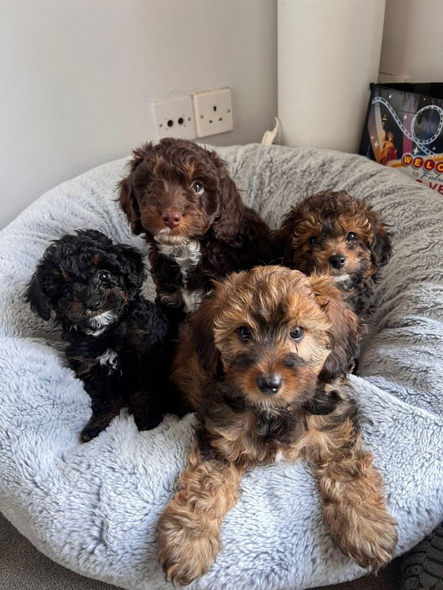 Preview of the first image of Fully Health checked, Stunning F1B cavapoo puppies.