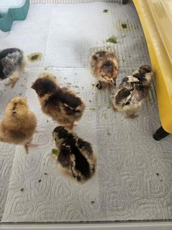 Image 3 of Barnevelder Chicks and other breeds available