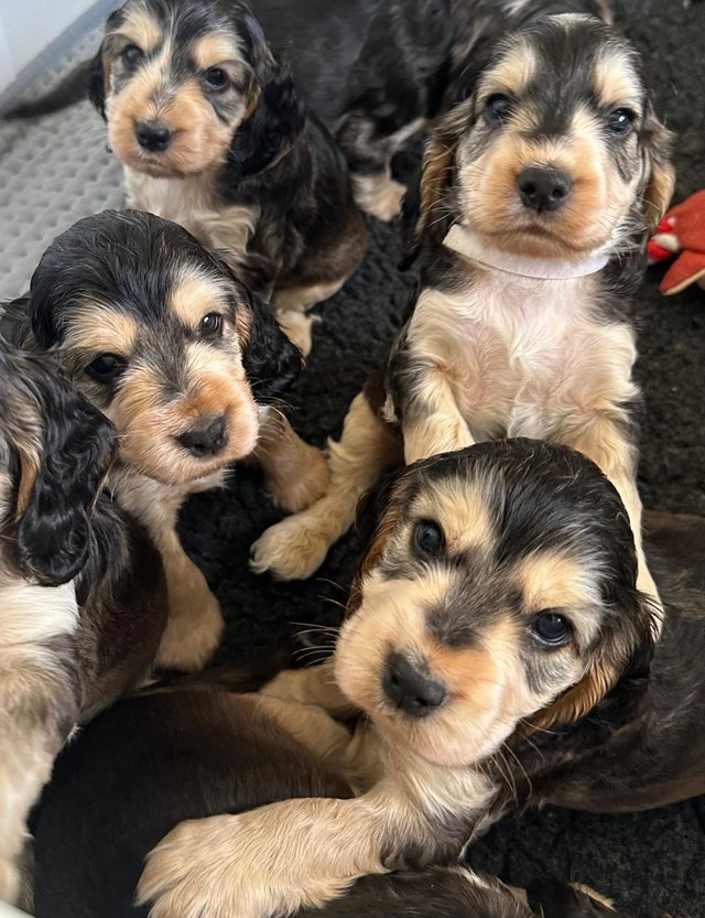 Preview of the first image of Stunning KC Registered Sable Show Cocker Spaniel Puppies.