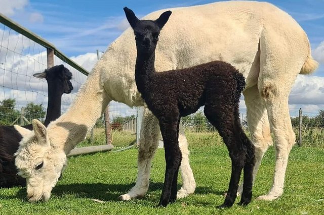 Image 1 of BRITISH ALPACA SOCIETY FEMALE AND MALES AVAILABLE