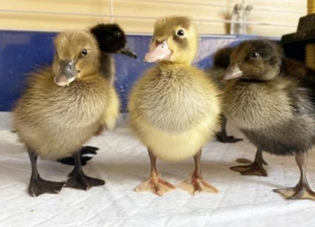 Image 2 of Gorgeous Pure Breed Indian Runner Ducklings