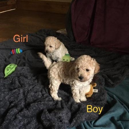 Image 10 of DNAHealth tested Champagne Toy Poodle pups READY NOW!