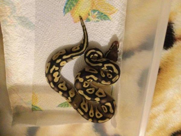 Image 3 of Royal python female pastel mojave het ghost