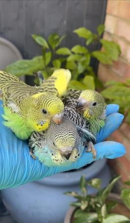 Image 5 of Various hand reared 6 baby budgies for reservation