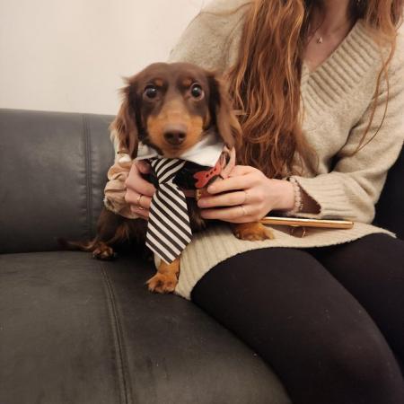 2 miniature dachshunds, 18 months old for sale in Dulwich, Southwark, Greater London - Image 1