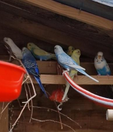 Image 5 of 12 weeks old baby budgies male & female available now