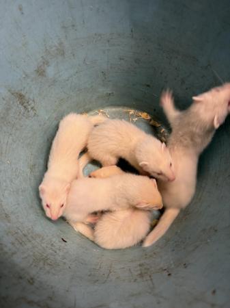 Image 4 of Albino ferret kitsready now