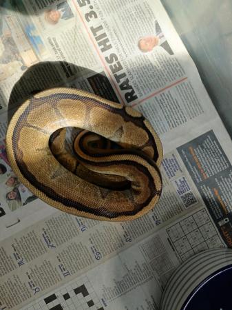 Image 2 of Snake rack for sale and royal pythons