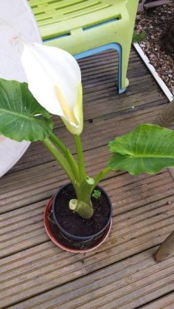 Image 3 of Stunningly Beautiful, Arum, Peace or Nile Lily