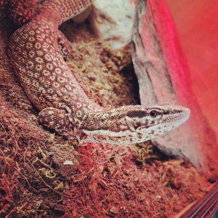 Image 4 of 5 year old ackie/dwarf monitor for sale unsexed. Viv not inc