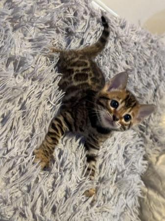 Image 20 of 5 generation TICA registered bengal kittens for sale.