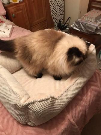 Image 4 of Brand new cream cat bed never used