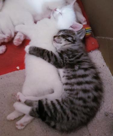 Image 3 of 2 adorable kittens half Turkish Angora