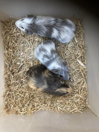 Image 3 of Female and Male Baby Guinea Pigs For Sale