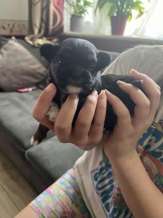 Image 5 of Chihuahua x puppies from KC parents