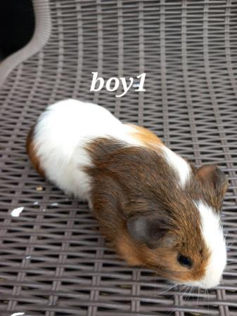 Image 7 of 4 baby boy guinea pigs ready to go