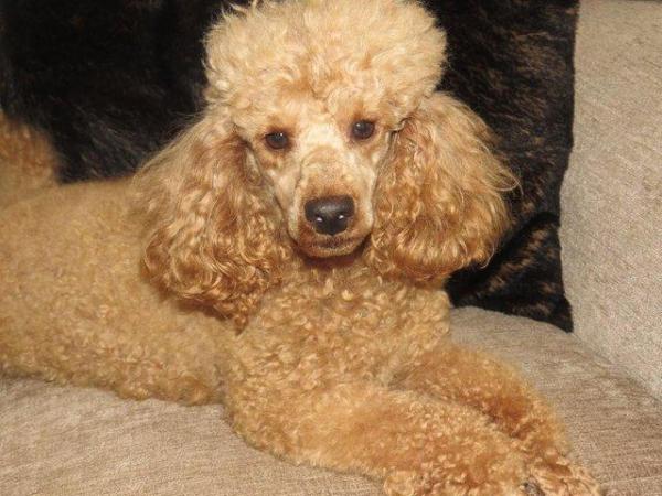 Image 50 of RED KC REG TOY POODLE FOR STUD ONLY! HEALTH TESTED