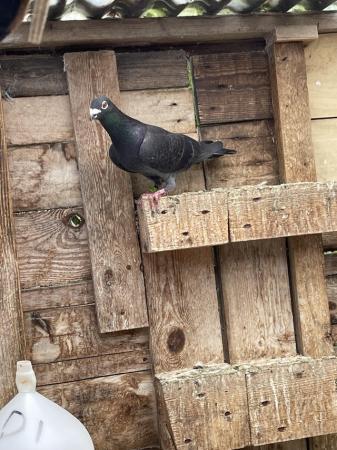 Image 6 of Quality Racing Pigeon For Sale