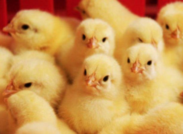 Image 3 of Chicks For Sale - Baby chicks - Rare Breed Chicks