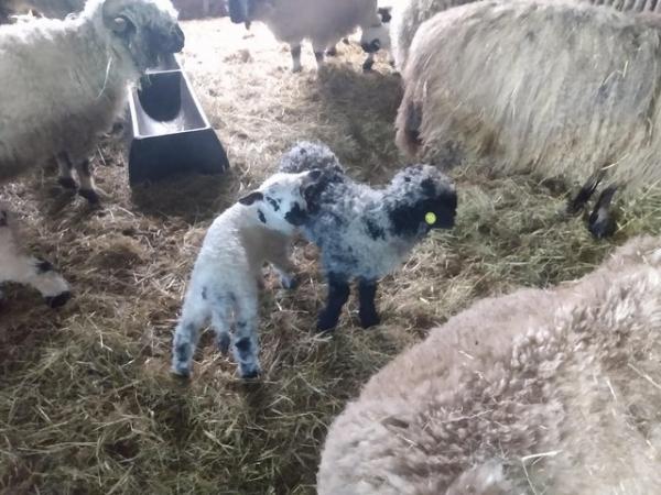 Image 2 of 2024 born Cute cross bred Lambs sired by Valais Black Nose