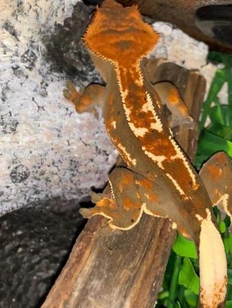 Image 2 of Tri colour polydactyl crested gecko pet home